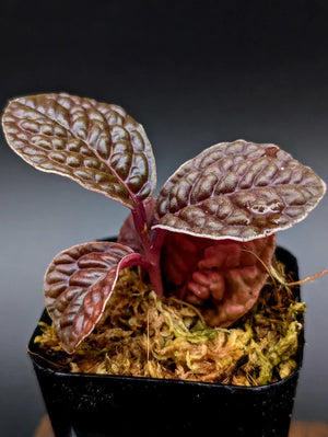Labisia sp snakeskin
