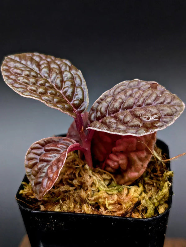 Labisia sp snakeskin