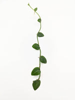 Rhaphidophora pachyphylla [cutting]