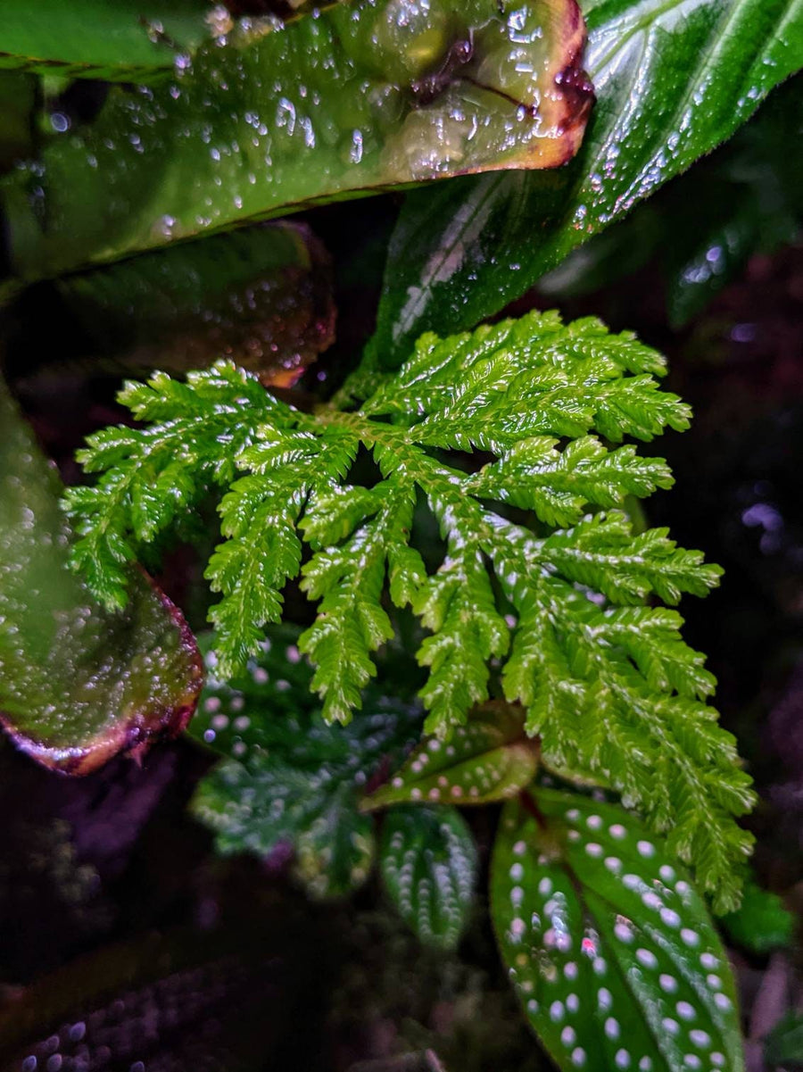 Selaginella hoffmannii [cutting] rare terrarium plant