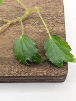 Begonia prismatocarpa [cutting]