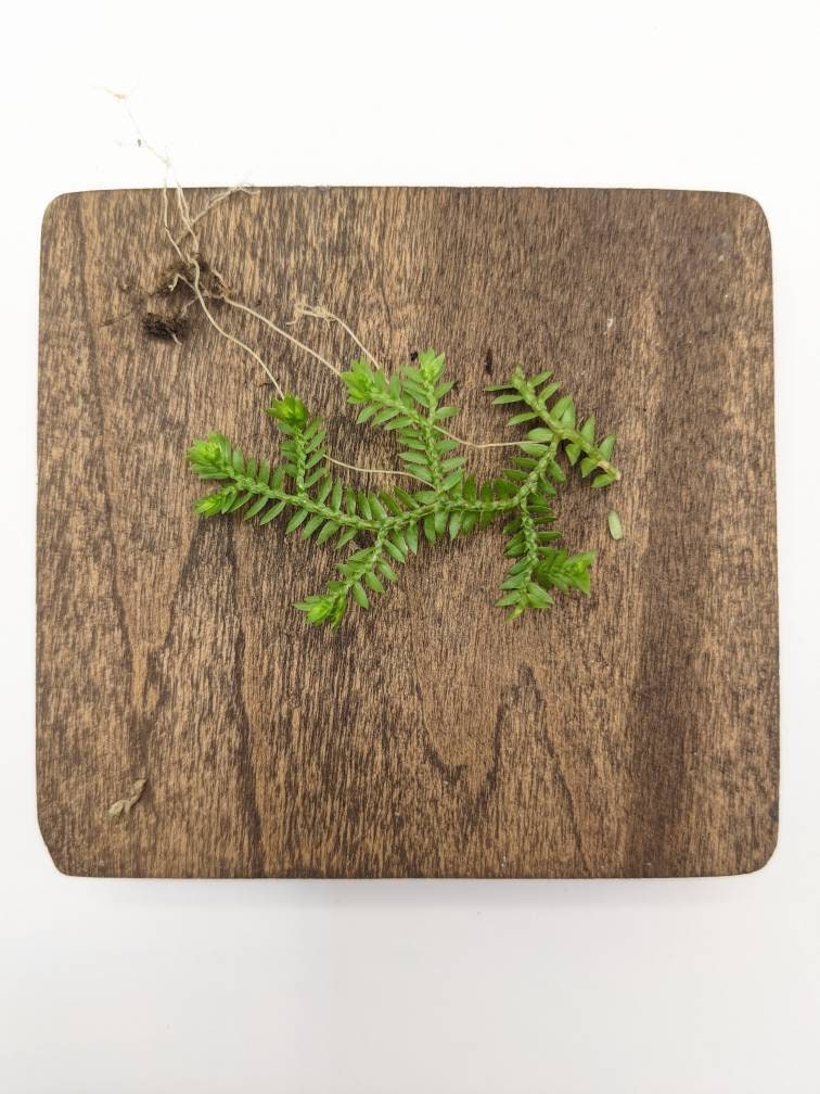 Selaginella kraussiana wild type [cutting]