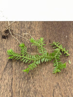 Selaginella kraussiana wild type [cutting]