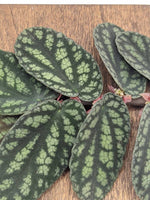 Procris (syn: Pellionia) pulchra [cutting]