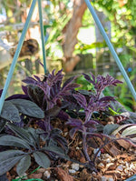 Solanum uleanum [cutting]