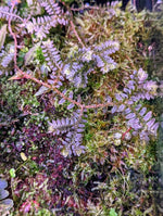 Selaginella cf articulata [cutting]