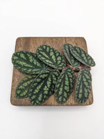 Procris (syn: Pellionia) pulchra [cutting]