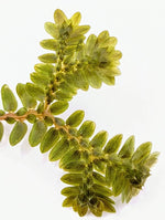 Selaginella cf articulata [cutting]