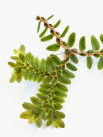 Selaginella cf articulata [cutting]