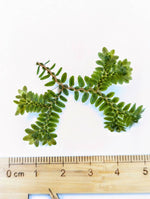 Selaginella cf articulata [cutting]