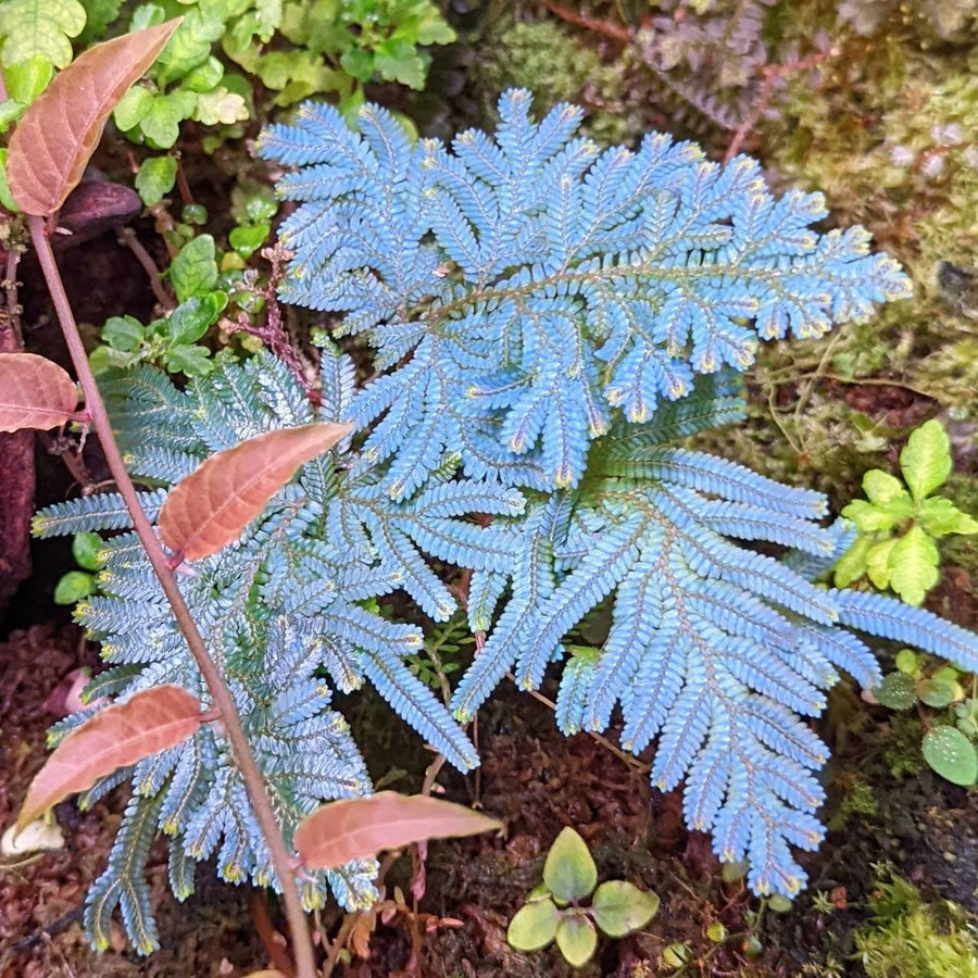 Selaginella willdenowii [cutting]