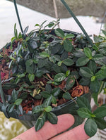 Ficus vaccinioides [cutting]