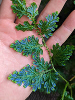 Selaginella willdenowii [cutting]