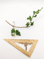 Selaginella willdenowii [cutting]