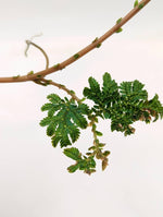 Selaginella willdenowii [cutting]