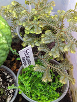 Selaginella cf articulata [cutting]