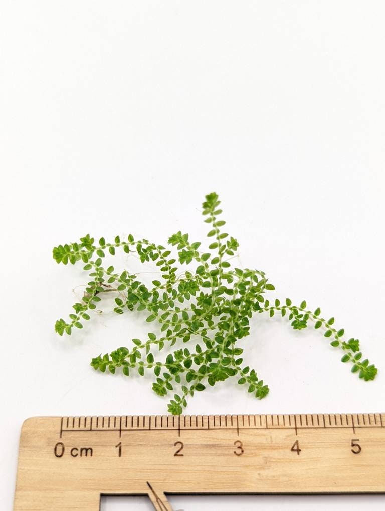 Selaginella apoda [cutting]