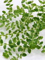 Selaginella apoda [cutting]
