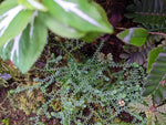 Selaginella apoda [cutting]