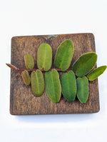Marcgravia sintenisii [10-leaf cutting]