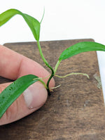 Philodendron chinchamayense [cutting]