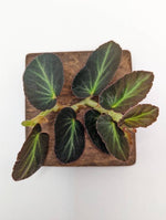 Begonia thelmae [cutting] (Thelma)