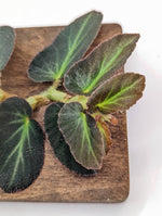 Begonia thelmae [cutting] (Thelma)