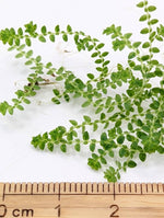 Selaginella apoda [cutting]