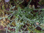 Selaginella apoda [cutting]