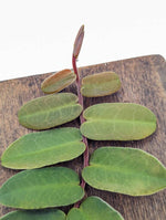 Marcgravia sintenisii [10-leaf cutting]