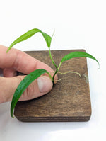 Philodendron chinchamayense [cutting]
