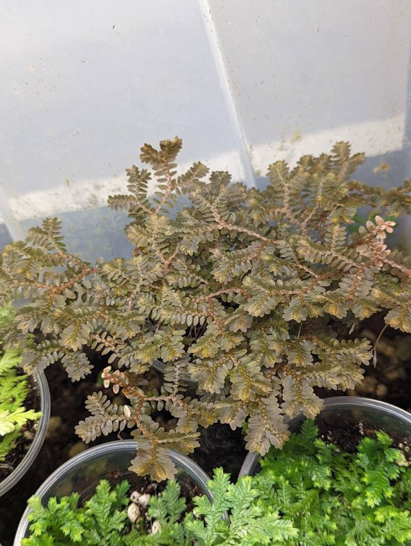 Selaginella cf articulata [cutting]