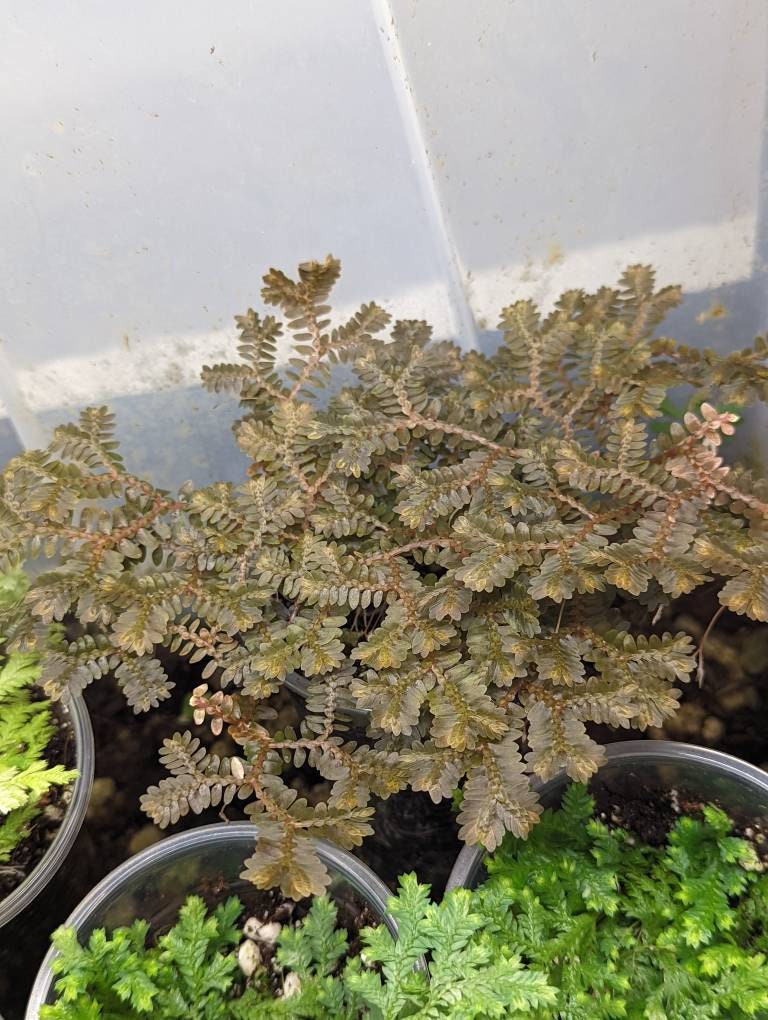 Selaginella cf articulata [cutting]