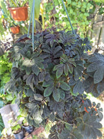 Solanum uleanum [cutting]