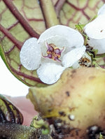 Stauranthera sp. Borneo [non-exact]