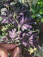 Solanum uleanum [cutting]