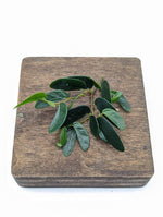 Ficus ruginervia (syn: Panama / 'lance-leaf') [cutting]