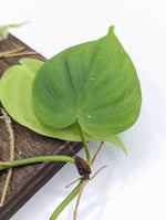 Philodendron sp. Costa Rica [cutting]
