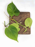 Philodendron sp. Costa Rica [cutting]