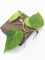 Philodendron sp. Costa Rica [cutting]