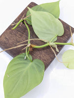 Philodendron sp. Costa Rica [cutting]