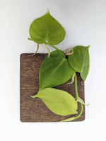 Philodendron sp. Peru shingler [cutting]