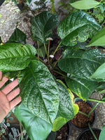 Dorstenia elata [non-exact]