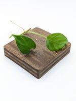 Philodendron sp. Peru [cutting]
