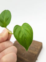 Philodendron sp. Peru [cutting]