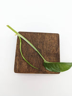 Epipremnum pinnatum Cebu blue [cutting]