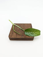 Epipremnum pinnatum Cebu blue [cutting]