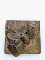 Marcgravia sp. Dark brown [10-leaf cutting]