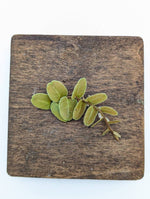 Marcgravia sp. copper [10 leaf cutting]