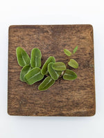 Marcgravia sp Peru [10-leaf cutting]
